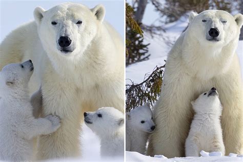 Adorable polar bear cubs leave their den for the first time to play in ...