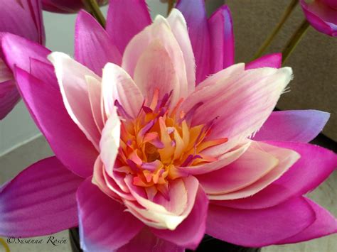 🎉 Why is the lotus the national flower of india. National Flowers by Country. 2019-01-12