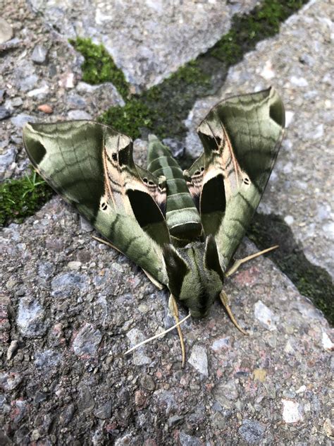 No ID necessary. Gorgeous Pandora Sphinx moth in Syracuse, NY. : whatsthisbug