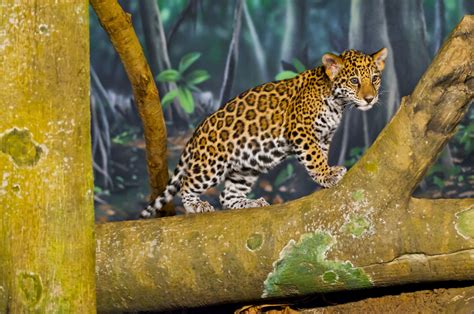 Jaguar Mom Eats Dead Cub, and Zoo Caretakers Can't Explain Why | Live ...