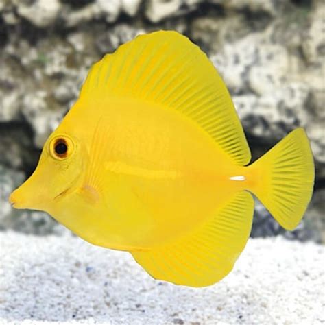 Yellow Tang Tankmates Yellow Surgeonfish Tankmates