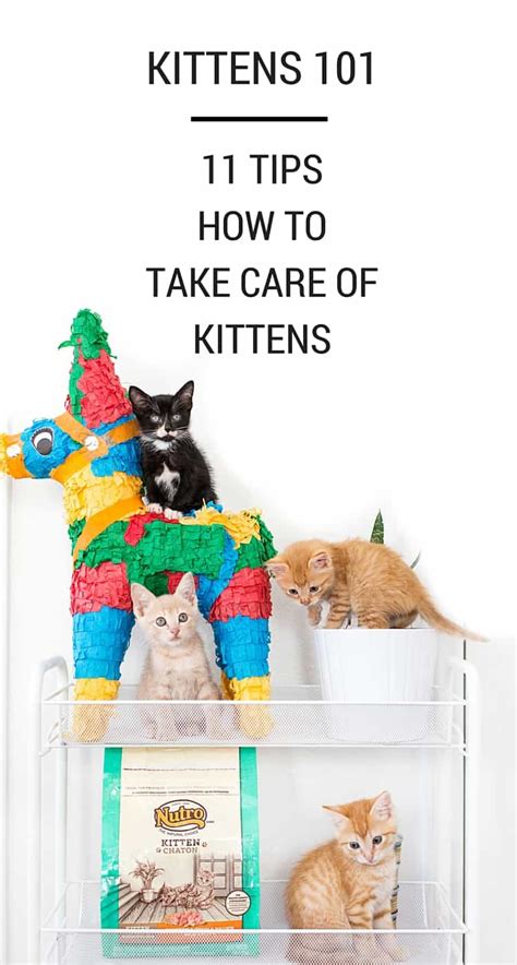 Kittens 101 - 11 Tips How To Take Care Of Kittens