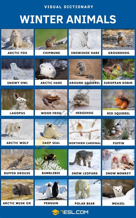 Winter Animals List in English • 7ESL