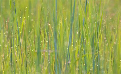 Grass Pattern - Prairie Garden Trust