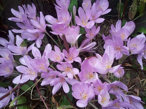 Summer crocus | Crocus, Flowers, Plants