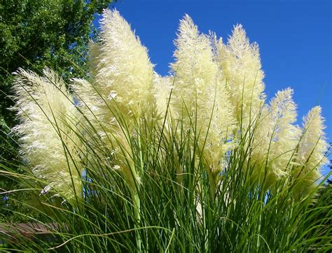 Pampas Grass (30 or 60 Seeds) | eBay