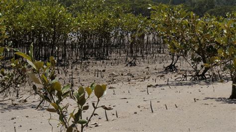 Mud flat Mangrove trees in coastal wetland estuary environment Stock Video Footage - Storyblocks