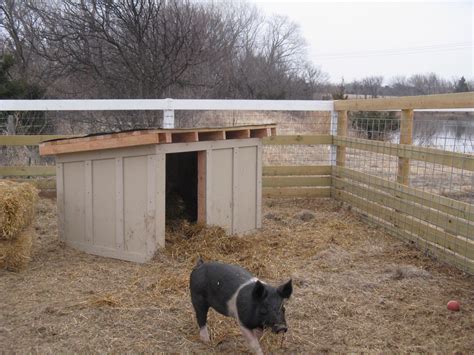 New digs for the pigs