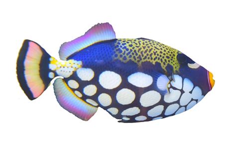 Isolated Clown Triggerfish Tropical Spotted Fish White Background Stock Photo - Download Image ...