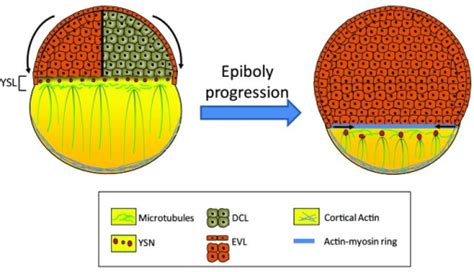 Figure 1. Schematic representation of the epiboly prog | Open-i