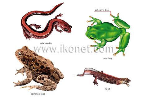 animal kingdom > amphibians > examples of amphibians image - Visual ...