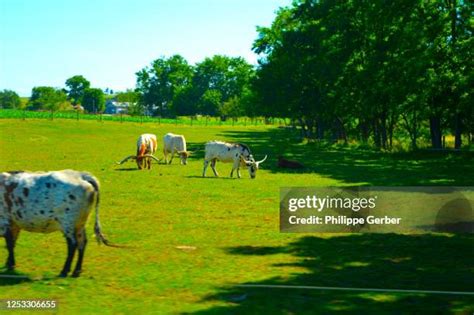 Texas Longhorn Ranch Photos and Premium High Res Pictures - Getty Images