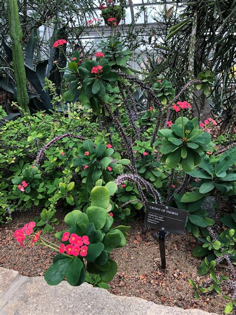 A Little Time and a Keyboard: Wandering the Gardens of Oak Park Conservatory in Oak Park, Illinois