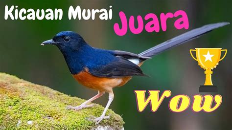 Kicauan Burung Murai Juara Viral, Burung ini langsung Emosi ngikutin 😱 || Edukasi Suara Hewan ...