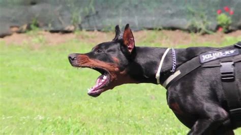 1000+ images about Dobermans on Pinterest | Beautiful dogs, Running and ...