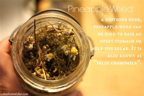 Pineapple Weed Benefits - Natasha Metzler