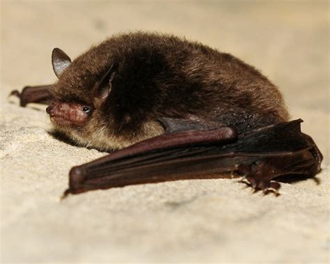 Daubenton's bat (Mammals of Serbia - guide) · BioDiversity4All