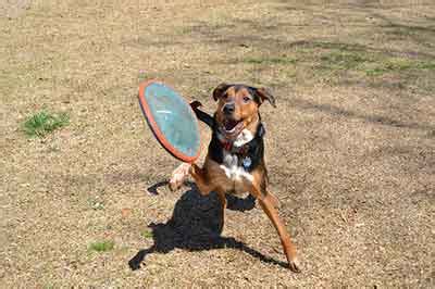 A Guide To Choosing The Best Frisbee For Dogs (Top 15)