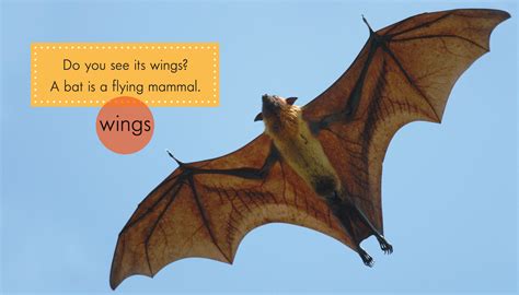 Flying Mammals List