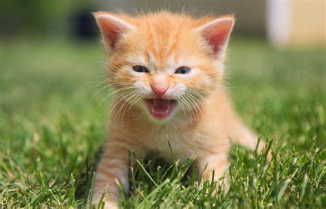 Orange tabby kitten HD wallpaper | Wallpaper Flare