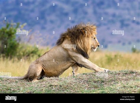 Lion roar close up hi-res stock photography and images - Alamy