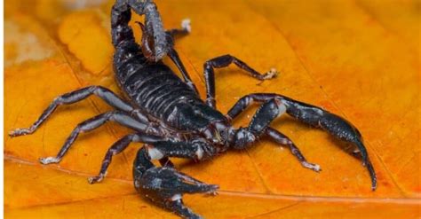 The 10 Largest Scorpions In The World - IMP WORLD