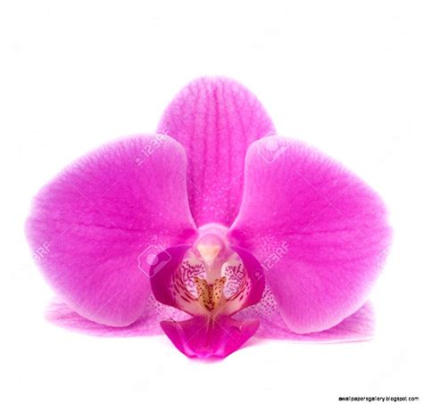 Single Orchid | Wallpapers Gallery