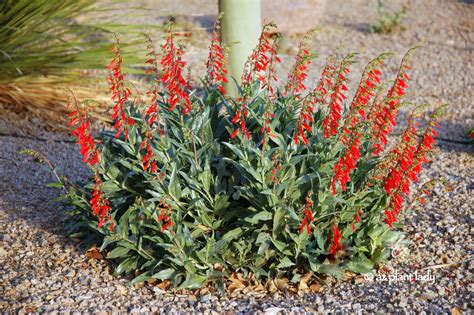 Firecracker Penstemon: Orange-Red Spikes of Color - Ramblings from a Desert Garden