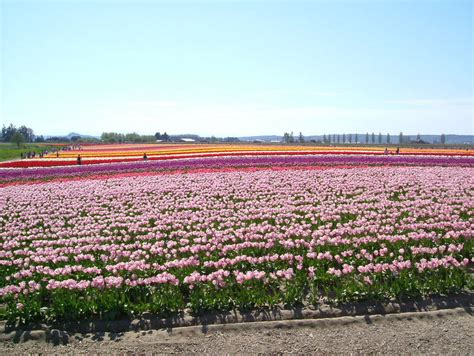 Mount Vernon, WA : Tulip Festival photo, picture, image (Washington) at ...