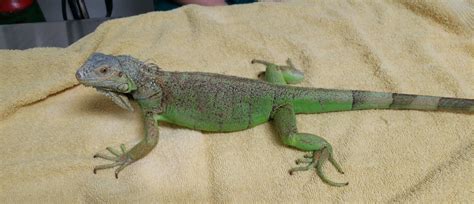 Iguana Care Tips | Reptile Vet | Long Island Bird & Exotics