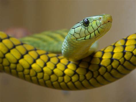 jungle life: yellow anaconda snake wallpapers & images