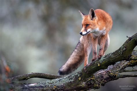 Foxes - creatures of the forest - Nikon Rumors