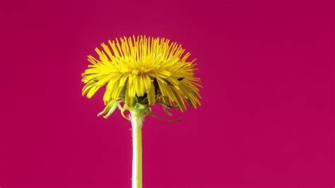 160 Dandelion seed germination Stock Video Footage - 4K and HD Video Clips | Shutterstock