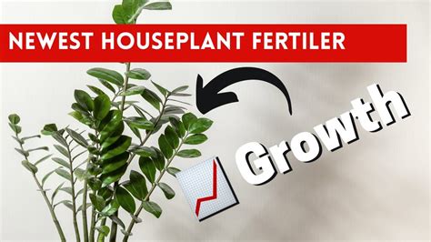 Fluval Stratum For Houseplants. How To Use Stratum When Potting Plants. Why Does It Work SO Well ...