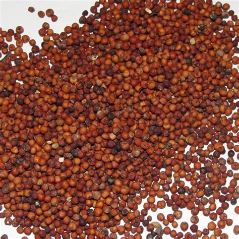 Natural Ragi Seeds at ₹ 32/kilogram | Finger Millet in Tirupati | ID ...