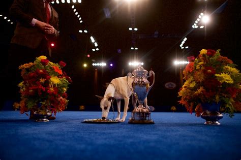 How the National Dog Show became your favorite Thanksgiving tradition - The Washington Post