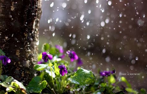 Wallpaper flowers, nature, rain images for desktop, section природа - download