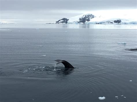 Antarctic Wildlife - Getting Up Close And Personal