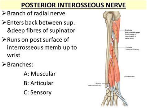 Posterior Interosseous Nerve Palsy