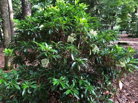 Viburnum awabuki 'Chindo' (Chindo Viburnum) | North Carolina Extension Gardener Plant Toolbox ...