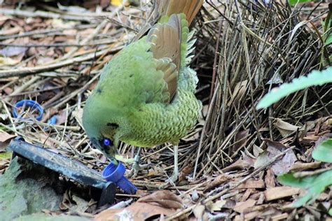 Courtship Display of Satin Bowerbird - ZooChat