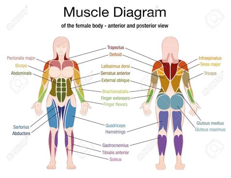 Anatomy Of The Female Body Muscles