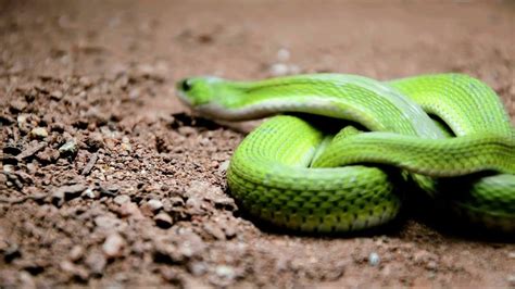 Aesculapian snake | snake documentary in 2022 | Documentaries, Mammals, Link youtube