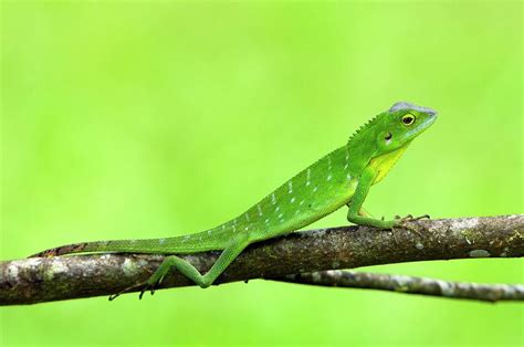 Green Crested Lizard Photograph by Tony Camacho/science Photo Library ...