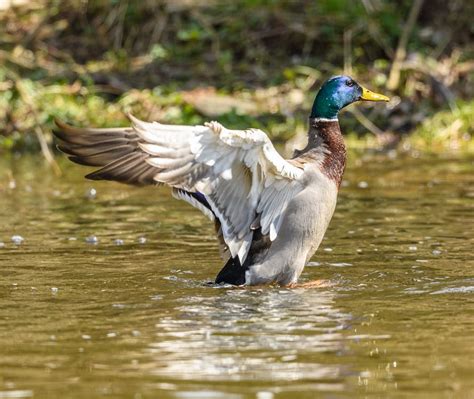 Mallard Duck Landing in Water · Free Stock Photo