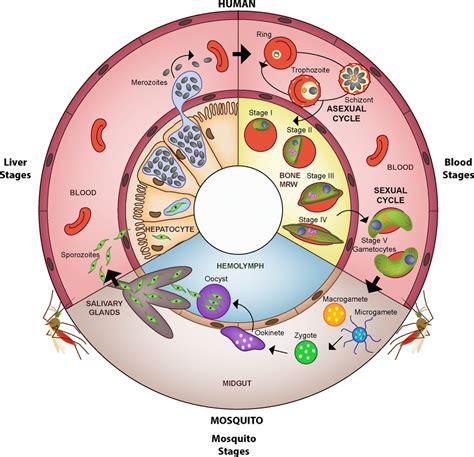 Schematic Representation Of The Life Cycle Of Plasmodium Parasites | Images and Photos finder