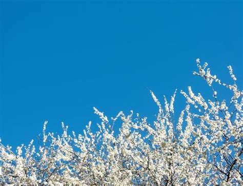 Blue Sky Spring Stock Photos, Images and Backgrounds for Free Download