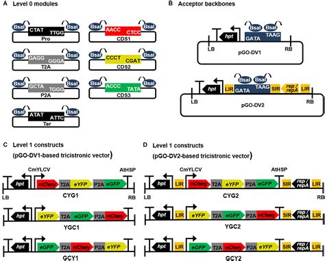 Frontiers | Golden Gate Cloning-Compatible DNA Replicon/2A-Mediated Polycistronic Vectors for Plants