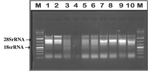 RNA extracts from Egyptian native plant species. For TRIzol Reagent ...