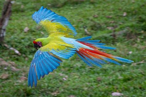 Great Green Macaw in flight. The habitat for these birds, like most of the macaws, is quickly ...